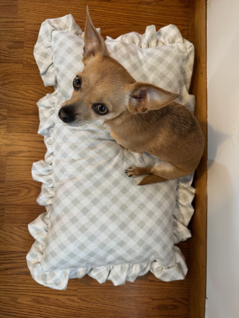 DIY luxury dog bed