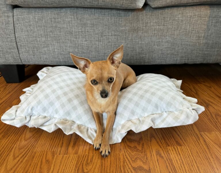 DIY Luxury Dog Bed (Anthropology Dupe)!